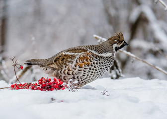  Grouse