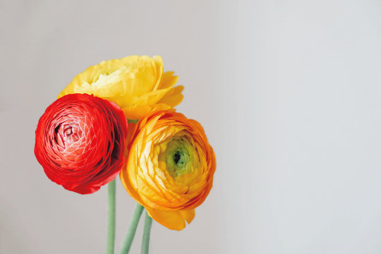 Beautiful fresh colorful ranunculus flowers in full bloom on white background.