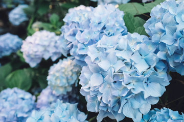 Beautiful fresh pastel blue hydrangea flowers in full bloom in the garden.