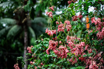 Balinese flower close-up. Macro shot. Natural background. Tropical flowers