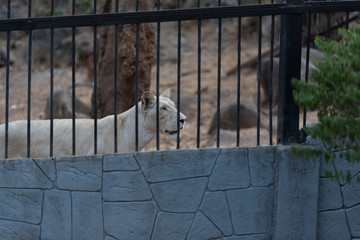 Sad white female lion in cage at safari zoo. Alone wildlife lion in zoo.