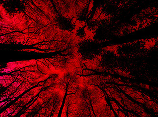 Menacing red sky from within forest