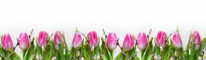  Pink tulips on white background. Spring or 8 of March concept