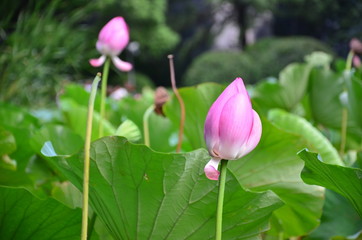 Obraz na płótnie Canvas pink lotus flower in garden