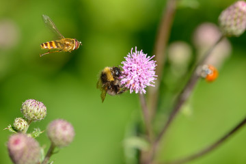 Schwebflieg und Hummel bei der Nektarsuche  © Karin Jähne