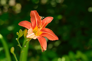 Blüte der Feuer-Lilie	