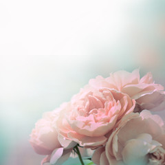 Pastel pale rose in sunlight background for greeting cards and covers