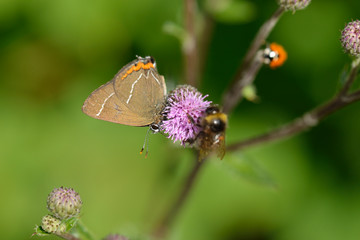 Ulmen-Zipfelfalter bei der Nektarsuche © Karin Jähne