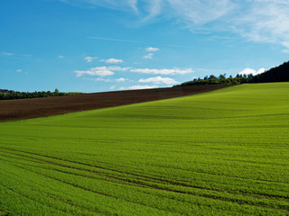 Fototapeta premium Feld im Frühling