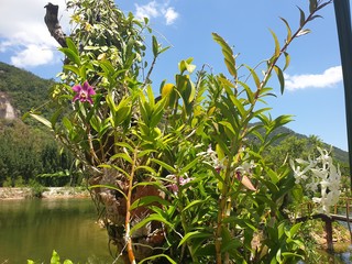 flowers in the garden vietnam