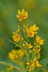 Blüte des Gewöhnlichen Gilbweiderich (Lysimachia vulgaris)