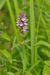 Gewöhnlicher Blutweiderich ,(Lythrum salicaria)	