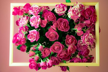 Pink roses on pink background