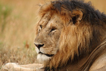 Male lion portrait during sunset in the wilderness of Africa