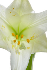 Lilie Detail Bl&uuml;tenkelch2