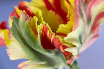 Tulpenbl&uuml;te Details 7
