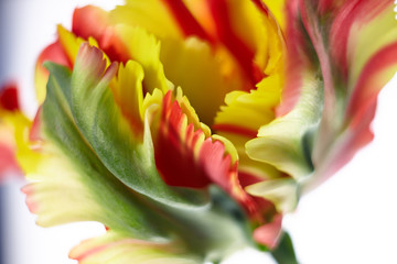 Tulpenbl&uuml;te Details 6