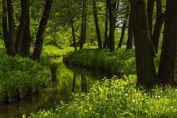 Spring in the forest