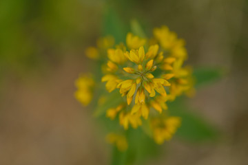 Blüte des Gewöhnlichen Gilbweiderich (Lysimachia vulgaris)