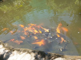koi fish in pond