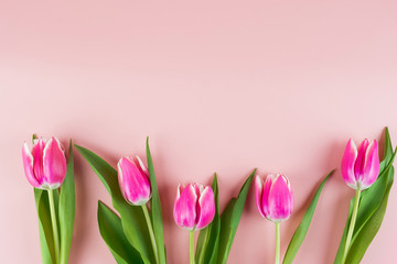 Fototapeta premium Pink tulip flower on blue wood table background with copy space for text. Love, International Women day, Mother day and Happy Valentine day concept