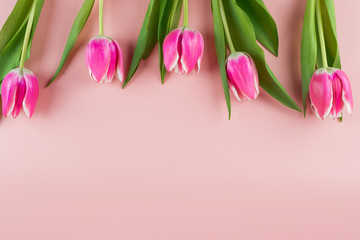 Pink tulip flower on blue wood table background with copy space for text. Love, International Women day, Mother day and Happy Valentine day concept