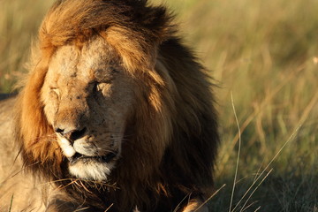 Male lion portrait during sunset in the wilderness of Africa