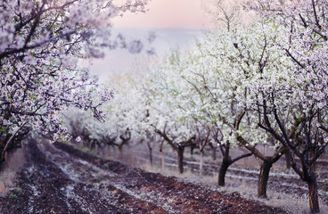 Art photo of the almond garden during spring bloom. Arch with branches of white flowers on top and rows of trees. Selective soft art focus.