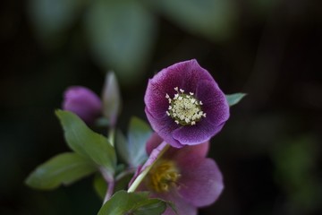 Fototapeta na wymiar Beautiful purple hellebore flower against soft green background