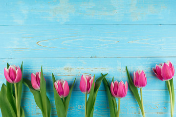 Pink tulip flower on blue wood table background with copy space for text. Love, International Women day, Mother day and Happy Valentine day concept