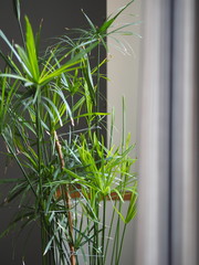 Water palm resistant to adverse conditions. Aloeoid teloresis near the window in the kitchen.