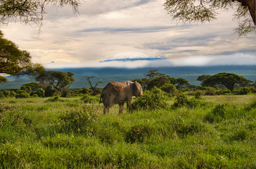  Elefanten im Nationalpark Tsavo Ost und Amboseli in Kenia