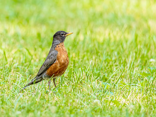 A beautiful American robin on the hunt for food. 