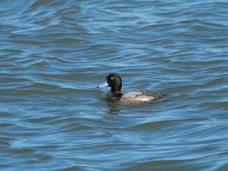 海で泳ぐスズガモ