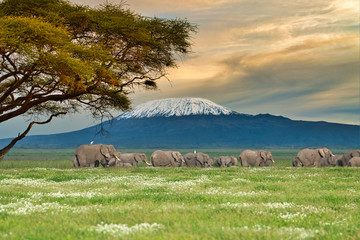  Elefanten im Nationalpark Tsavo Ost und Amboseli in Kenia