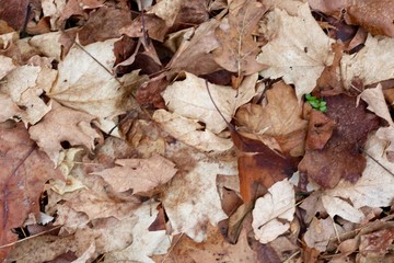 A pile of autumn leaves on the ground surface.