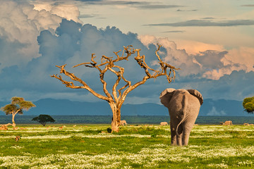  Elefanten im Nationalpark Tsavo Ost und Amboseli in Kenia