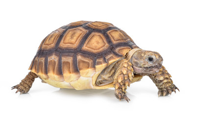 turtle isolated on white background