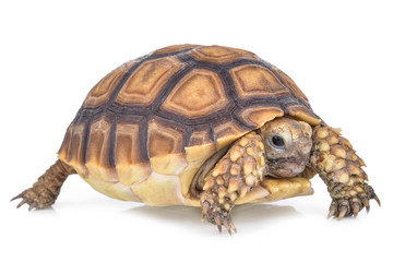 turtle isolated on white background