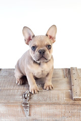 Frenchie