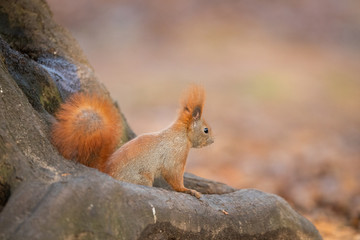 Naklejka na ściany i meble Red squirrel - (Sciurus vulgaris)