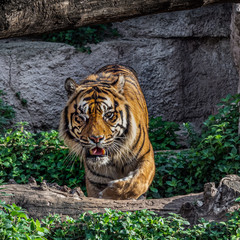 One Eyed Sumatran tiger (Panthera tigris sumatrae).