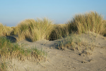 Netherlands. The landscape of the dunes in Zuid-Holland