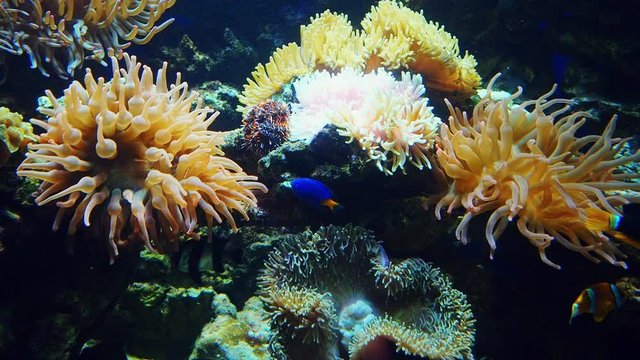 Colorful exotic fish swim underwater near coral reefs. Wild life of marine flora and fauna