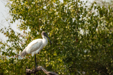 Black headed ibis or black necked ibis on tree trunk and green trees in background at keoladeo national park or bird sanctuary, bharatpur, india - Threskiornis melanocephalus