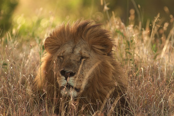 Plakat Male lion portrait during sunset in the wilderness of Africa