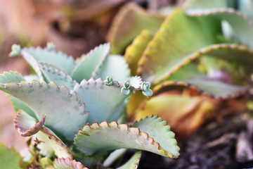 Kalanchoe pinnata plant.