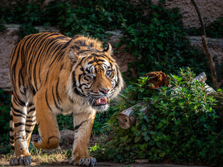 One Eyed Sumatran tiger (Panthera tigris sumatrae).
