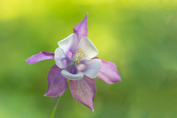 Purple and White columbine flower on green bokeh