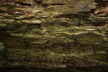 Texture of the trunk of an old tree. Close-up.
